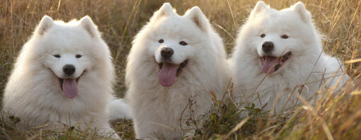 Biggest dog breed russian hotsell